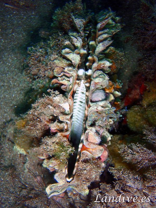 Abanico ( Pinna rudis ).jpg