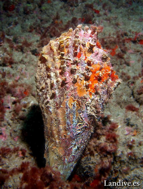 Abanico ( Pinna rudis )1.jpg