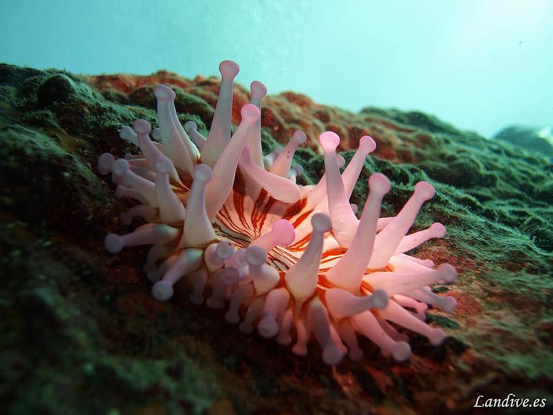 Anemona gigante ( telmatactis cricoide ).jpg