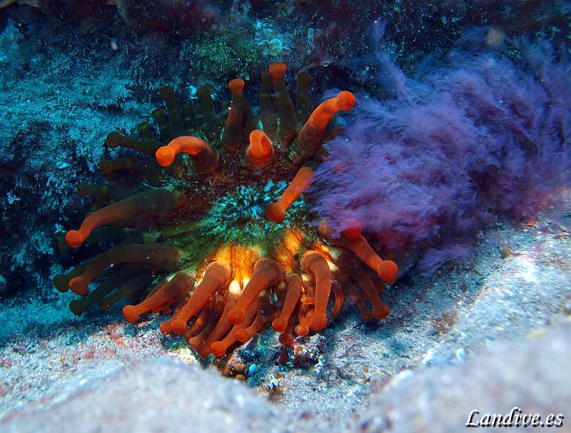 Anemona gigante ( telmatactis cricoide )1.jpg