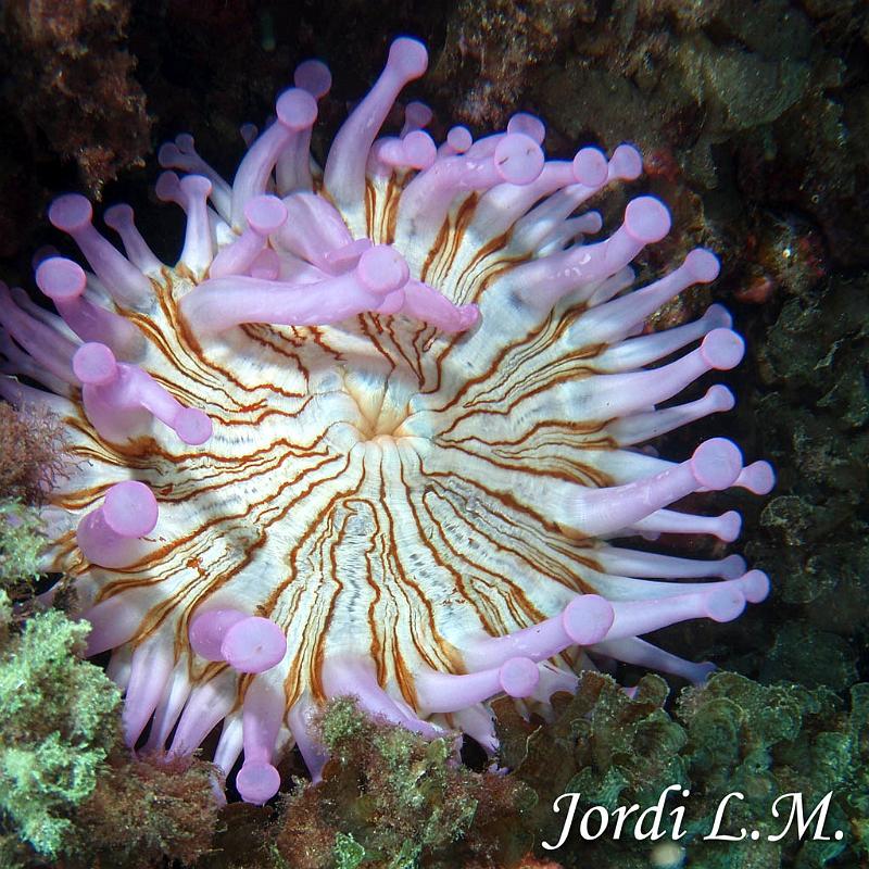 Anemona gigante ( telmatactis cricoide )2.jpg