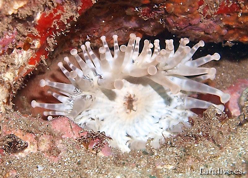 Anemona gigante ( telmatactis cricoide )3.jpg