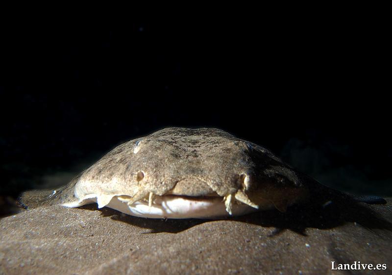 Angelote ( squatina squatina ).jpg