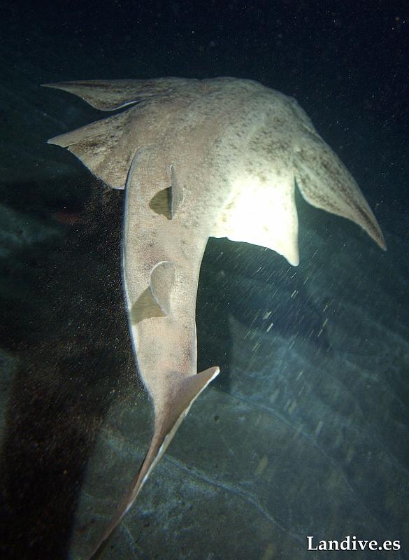 Angelote ( squatina squatina )1.jpg