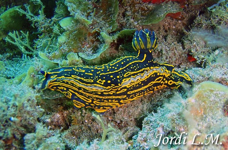 Babosa de mar ( hypselodoris picta )1.jpg