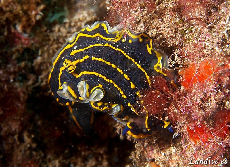 Babosa de mar ( hypselodoris picta )2.jpg