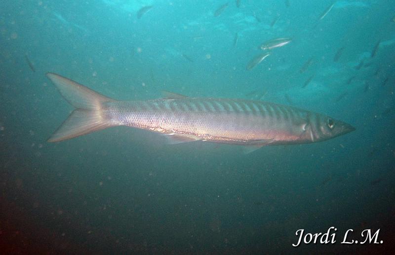 Bicuda ( Sphyraena viridensis ).jpg