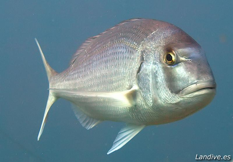 Bocinegro ( Pagrus pagrus ).jpg