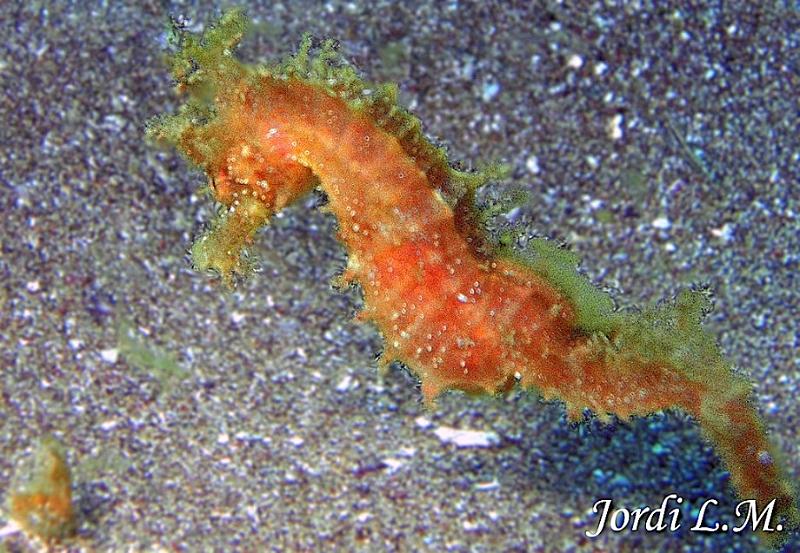 Caballito de mar ( Hippocampus hippocampus ).jpg