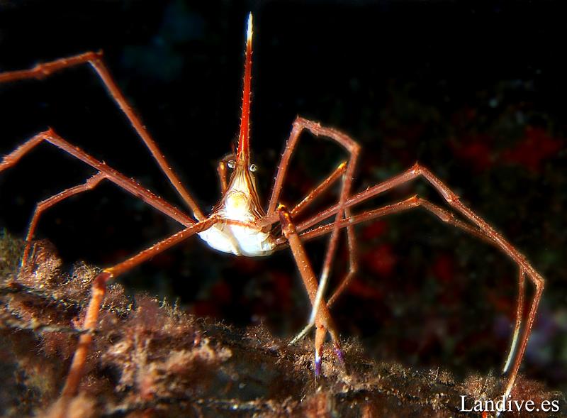 Cangrejo arana ( Stenorhynchus lancelatus ).jpg