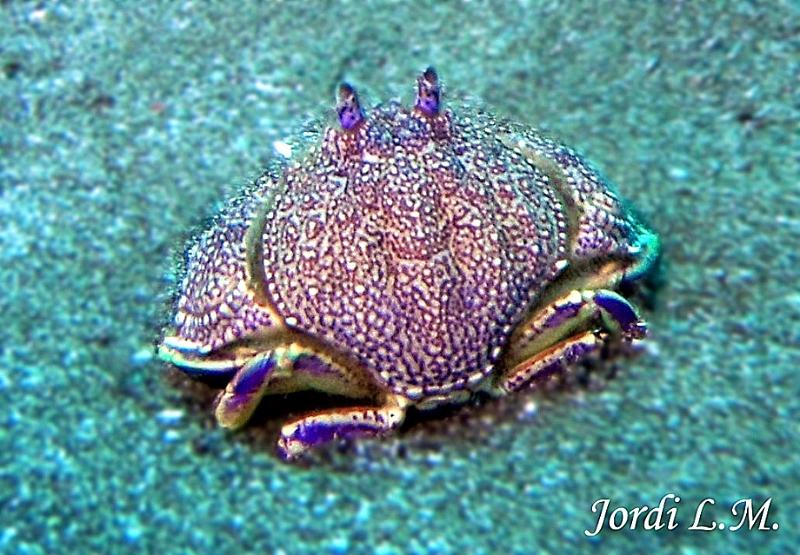 Cangrjo de arena ( Cryptosoma cristatum ).jpg
