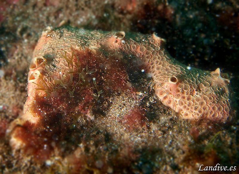 Esponja ( Hemimycale columella ).jpg