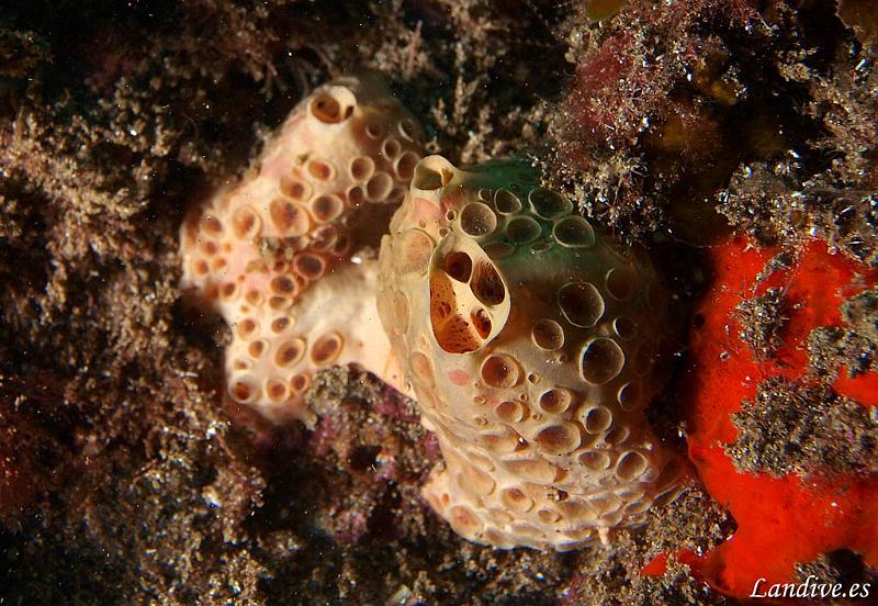 Esponja ( Hemimycale columella )1.jpg