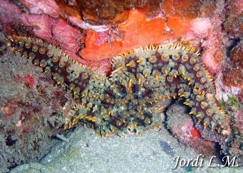Estrella espinosa comun ( Marthasterias glacialis ).jpg