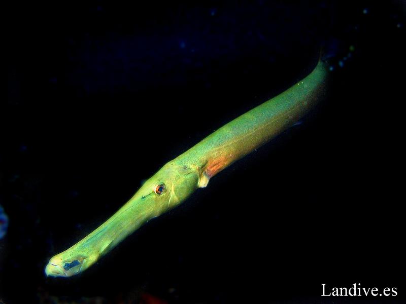 Pez trompeta ( Aulostomus strigosus ).jpg