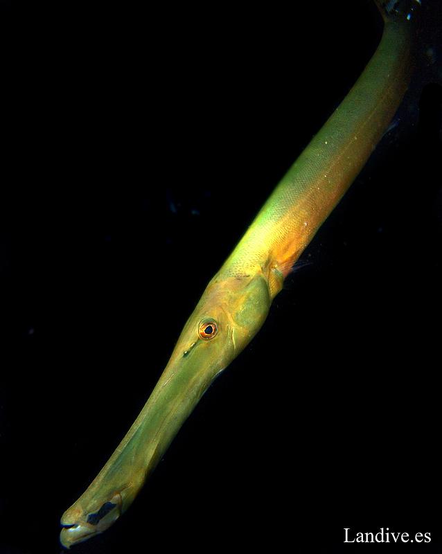 Pez trompeta ( Aulostomus strigosus )1.jpg