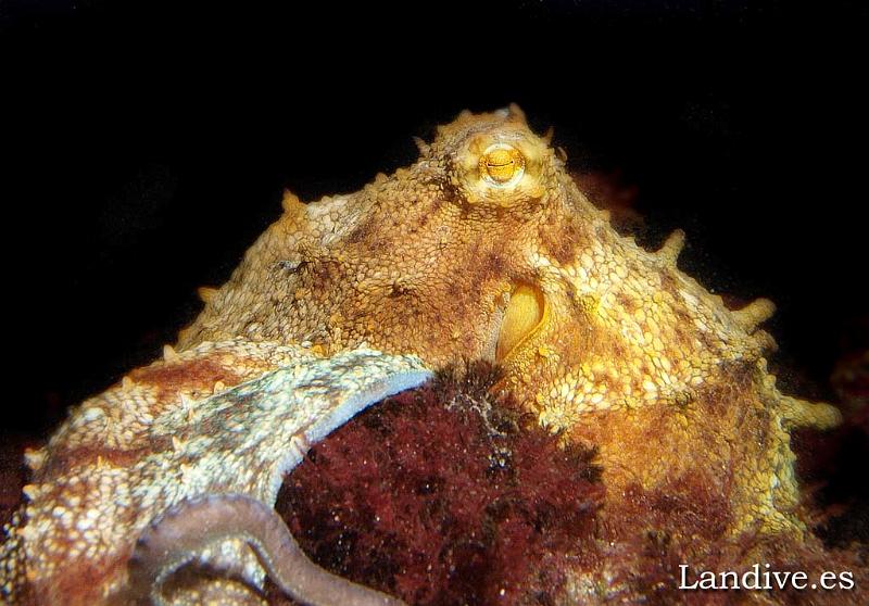 Pulpo comun ( Octopus vulgaris )3.jpg