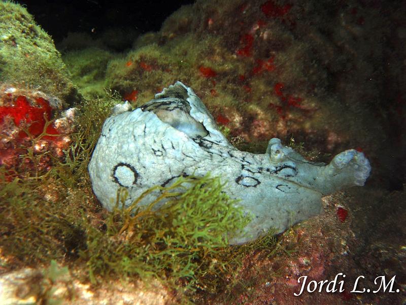 Vaca de mar ( Aplysia dactylomela )1.jpg
