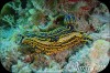 Babosa de mar ( hypselodoris picta )1.jpg