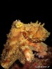 Pulpo comun ( Octopus vulgaris )2.jpg
