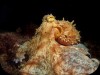 Pulpo comun ( Octopus vulgaris )4.jpg