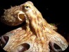 Pulpo comun ( Octopus vulgaris )5.jpg