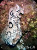 Vaca de mar ( Aplysia dactylomela ).jpg