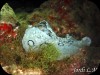 Vaca de mar ( Aplysia dactylomela )1.jpg